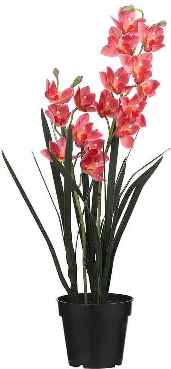 Cymbidium roze kopen
