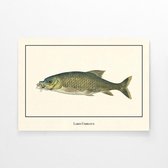 Walljar - Labeo Umbratus - Dieren poster met lijst