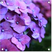 Tuinposters Bloemen - Paars - Hortensia - Natuur - Bloemblaadjes - 50x50 cm - Tuindoek - Buitenposter