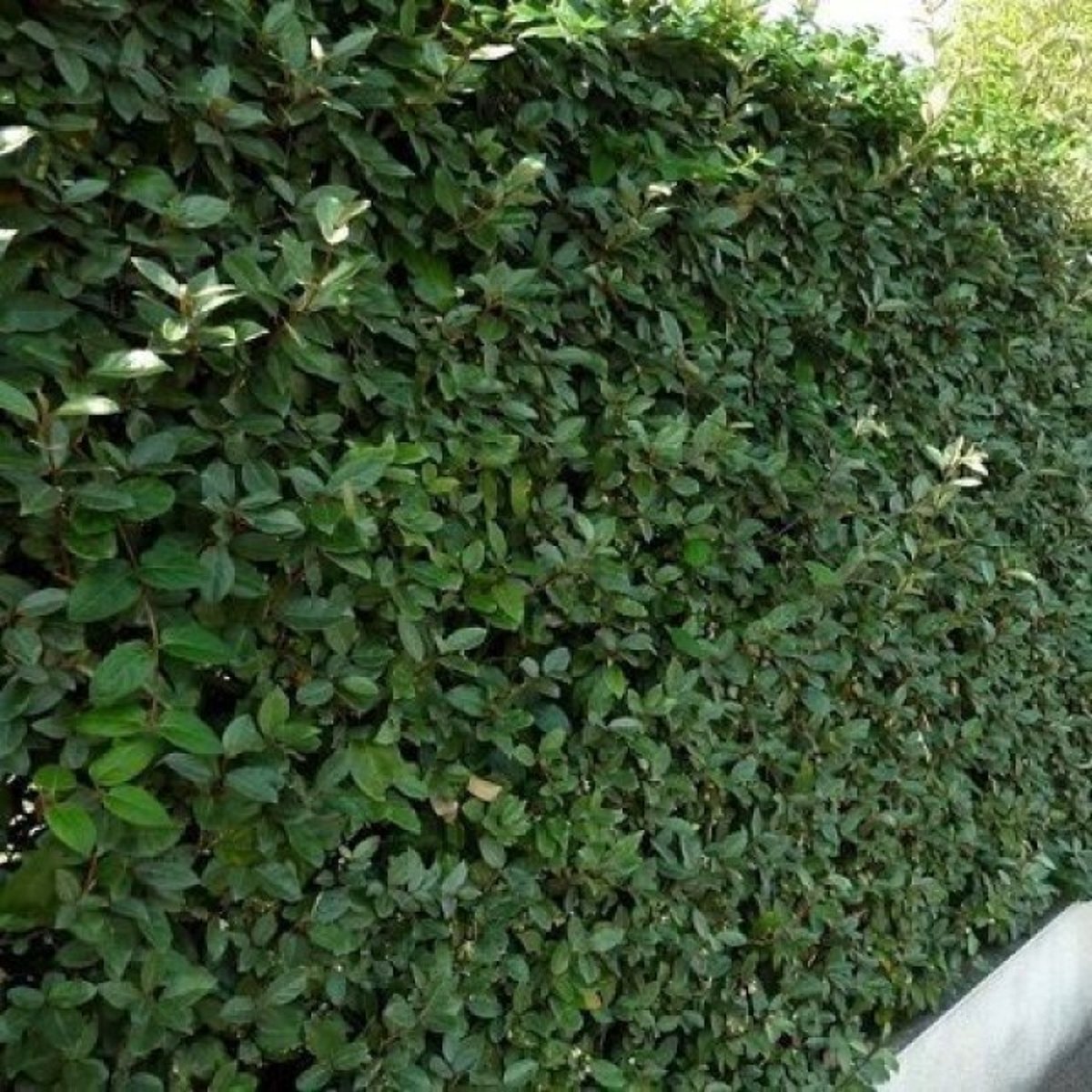 12 x Olijfwilg Wit|Groen - Wintergroene Haagplanten - Elaeagnus ebbingei in C2(liter) pot met hoogte 20-50cm