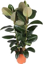 Ficus Elastica Robusta - Rubberboom Ø27cm 115cm - Verse Kamerplant, Direct van de Nederlandse Kweker
