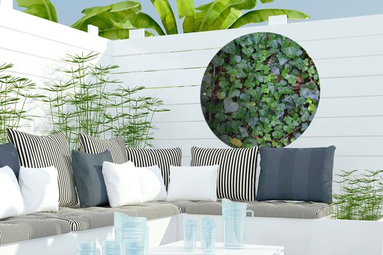 Garden Circle Un mur rempli de lierre Hedera - 60x60 cm - Affiche Ronde de Jardin - Extérieur