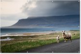 Muurdecoratie Schaap - Lam - Storm - 180x120 cm - Tuinposter - Tuindoek - Buitenposter