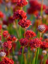 Engels Gras (Armeria) 'Ballerina Red' | 1 stuk | Rotsplant | plant voor rotstuin | alpine plant | 11x11 cm Kwekerspot | Rood