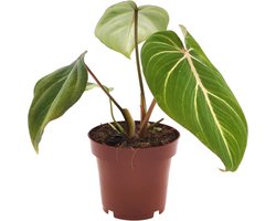 Plantenboetiek.nl | Philodendron Gloriosum - Ø 12cm - Hoogte 25cm