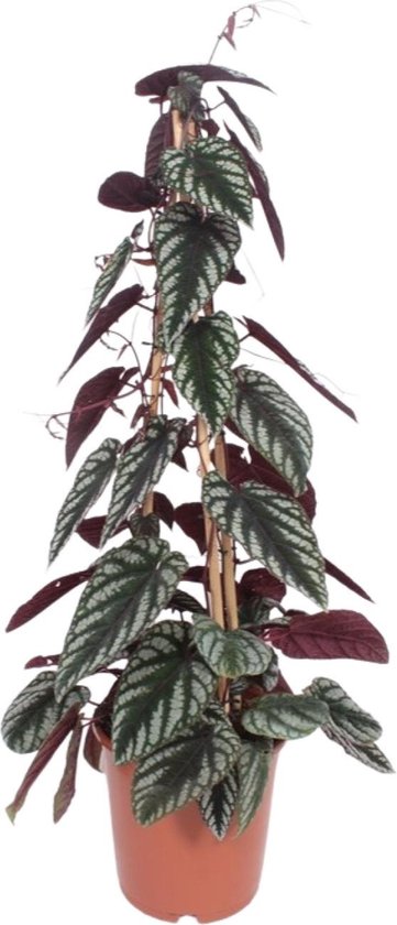 Cissus – Antarctica – Hoogte 100cm