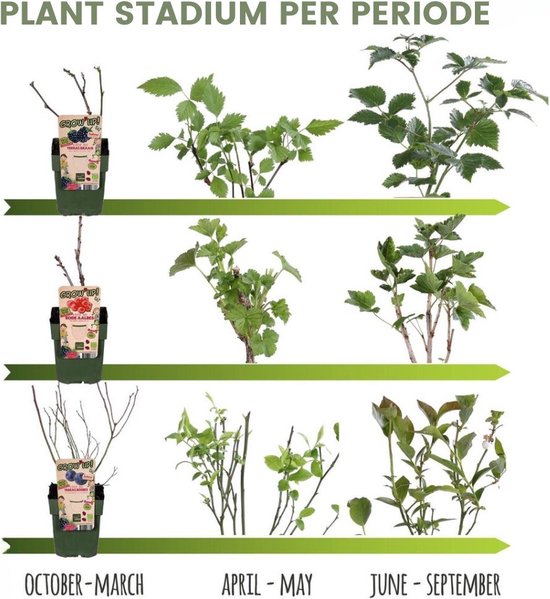 Plants by frank Vruchten feestje BIO Fruitplanten mix set van 3 verschillende soorten