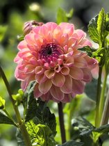 15x Dahlia 'Hapet pastel' - BULBi® Bloembollen met bloeigarantie