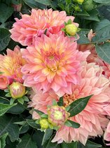 15x Dahlia 'Garden desire' - BULBi® Bloembollen met bloeigarantie