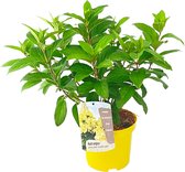Plant in a Box - Hydrangea paniculata Candlelight - Hortensia - Winterhard - Pot 19cm - Hoogte 25-40cm