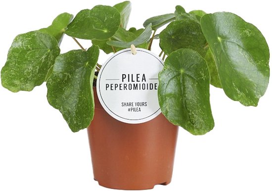 Pilea peperomioides Sugar