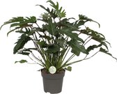 Plantenboetiek.nl | Philodendron Xanadu - Kamerplant - Hoogte 65cm - Potmaat 21cm