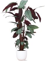 Ctenanthe Oppenheimiana - Gebedsplant Ø27cm 150cm - Verse Kamerplant, Direct van de Nederlandse Kweker