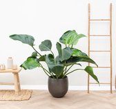 Philodendron Green Beauty - 90cm