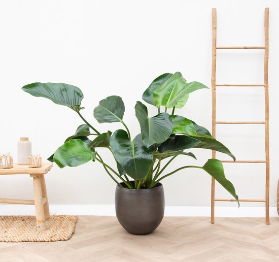 Philodendron Green Beauty - 90cm | bol