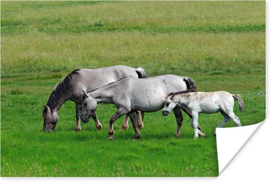 Konikpaarden Poster 120x80 cm - Foto print op Poster (wanddecoratie)