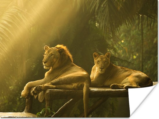 Leeuwen in de jungle Poster 60x40 cm - Foto print op Poster (wanddecoratie)