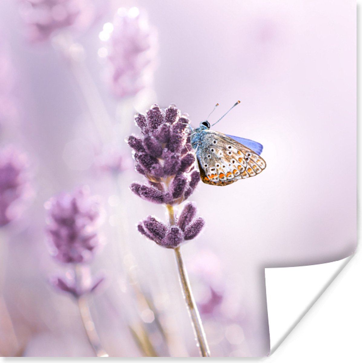 Poster Lavendel - Vlinder - Close-up - Paars - 50x50 cm