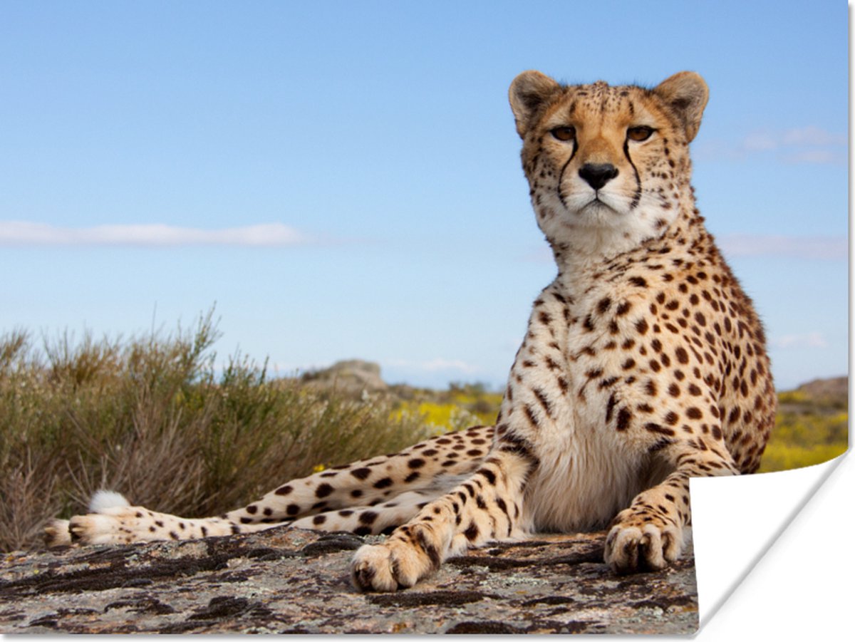 Poster Luipaard - Dieren - Natuur - 80x60 cm