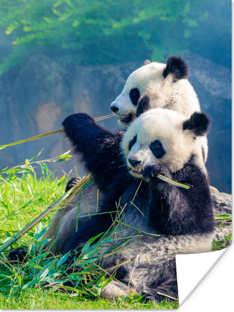 Poster Panda - Bamboe - Gras - Dieren - 60x80 cm