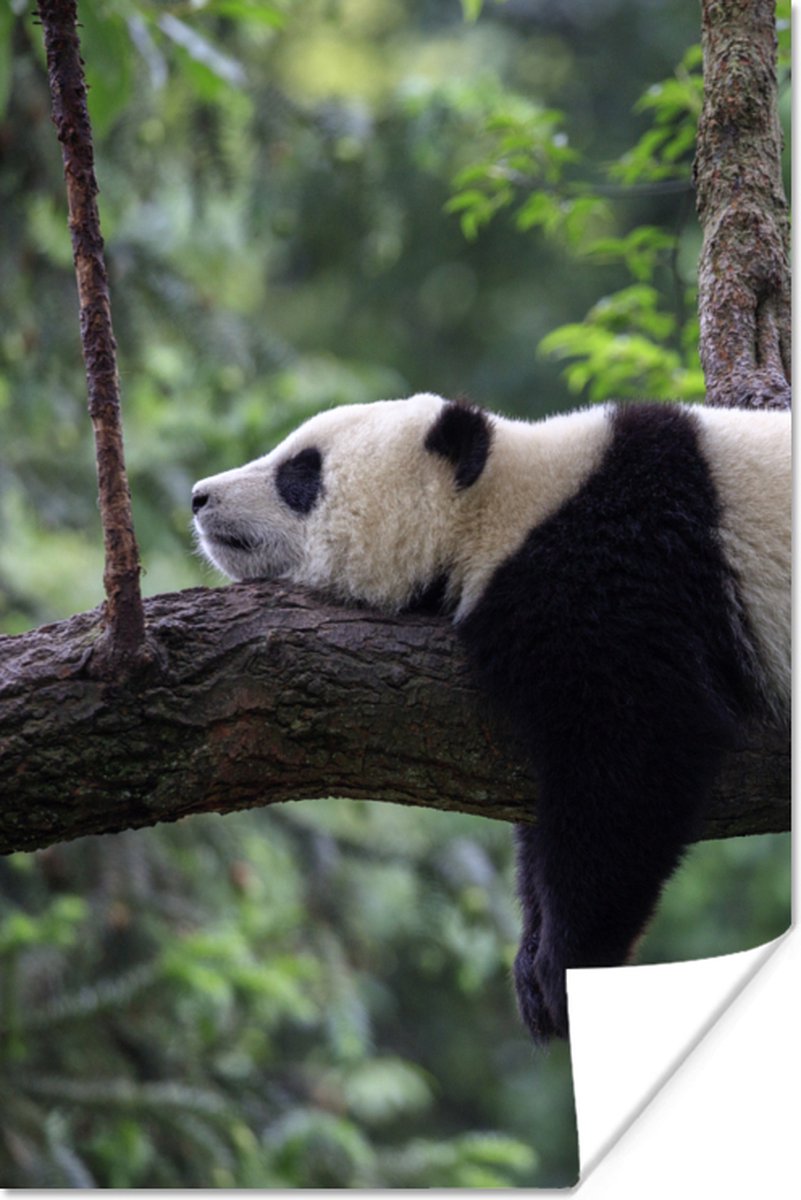 Poster Panda - Boom - Dieren - Natuur - 20x30 cm