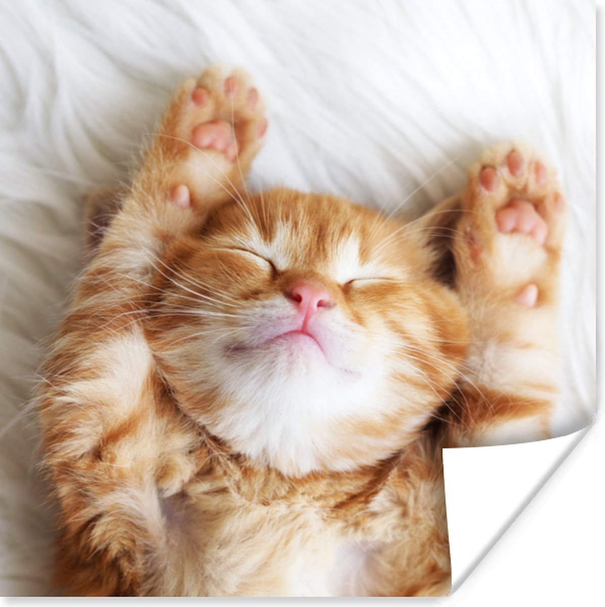 Poster Kat - Rood - Huisdieren - Kitten - 30x30 cm