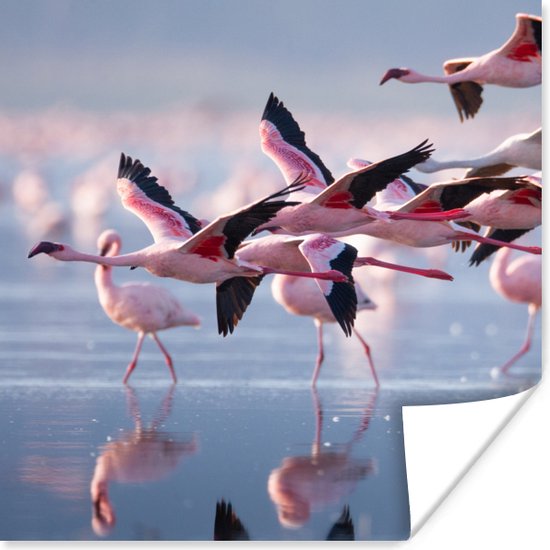 Poster - Fotolijst - Flamingo - Zee - Water - Vogel - Tropical - Frame - 50x50 cm - Poster met lijst - Posterlijst - Poster flamingo - Poster kader - Muurdecoratie