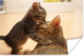 Kat knuffelend met kitten 30x20 cm - klein - Foto print op Poster (wanddecoratie woonkamer / slaapkamer)
