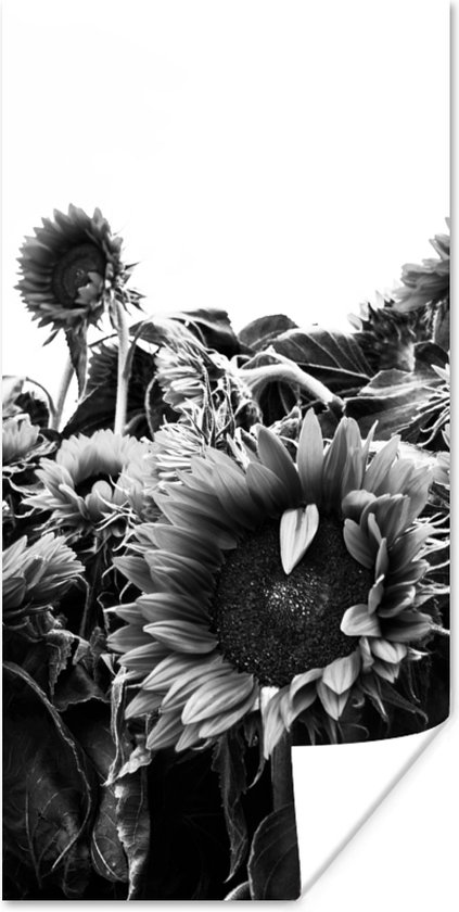 Poster Zonnebloemen in Nederland zwart-wit - 20x40 cm