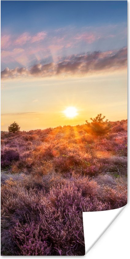 Poster Bloeiende heide tijdens zonsondergang in Nederland - 80x160 cm