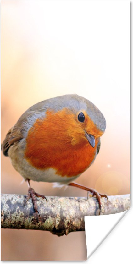 Poster Robin - Branche - Arbre - 40x80 cm