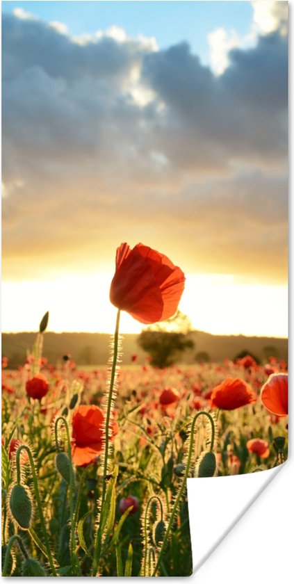 Poster Kleurrijke lucht boven vele Klaprozen - 20x40 cm