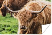 Poster Schotse hooglander - Dieren - Gras - 90x60 cm