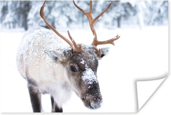 Affiche Cerf - Renne - Neige - 30x20 cm