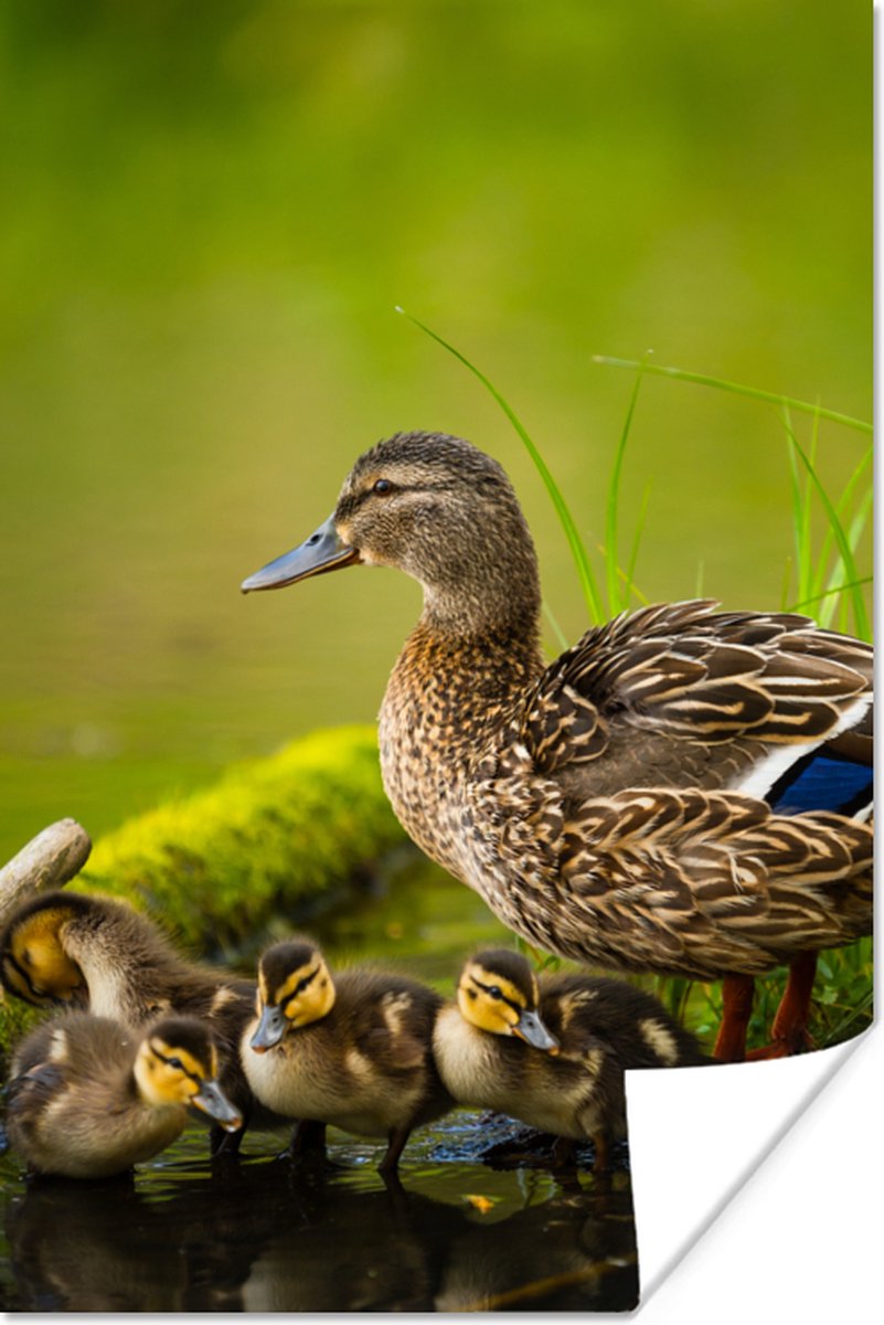 Poster Eend - Vogels - Water - Tak - Mos - 60x90 cm