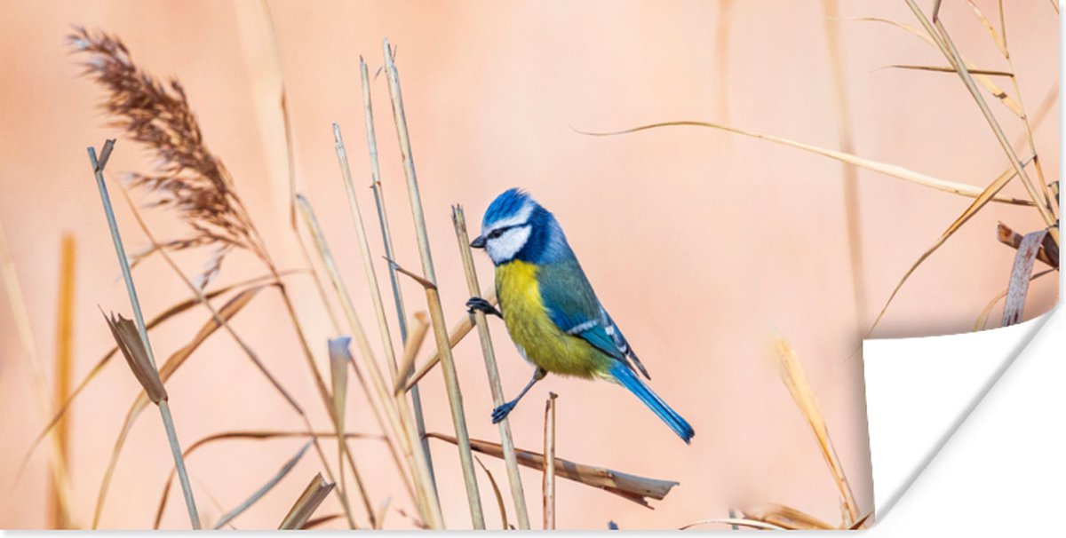 Poster Vogel - Pimpelmees - Riet - 120x60 cm