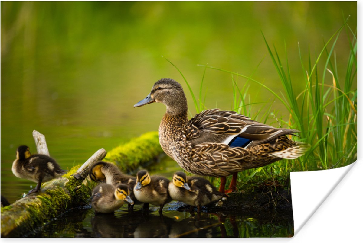 Poster Eend - Vogels - Water - Tak - Mos - 90x60 cm