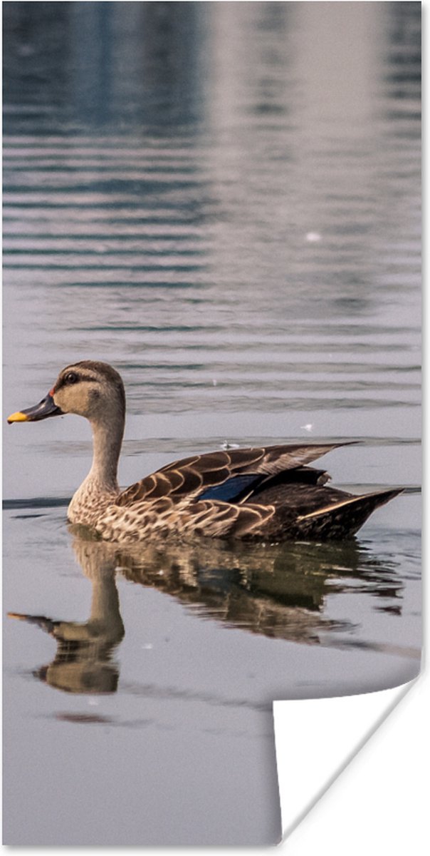 Poster Eend - Water - Vogel - Bruin - 75x150 cm