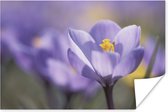 Bloeiende paarse bloem Poster 60x40 cm - Foto print op Poster (wanddecoratie woonkamer / slaapkamer) / Landschappen Poster