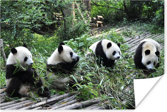 Reuze pandas in de natuur Poster 90x60 cm - Foto print op Poster (wanddecoratie)