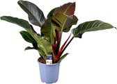 Groene plant – Philodendron (Philodendron Imperial Red) – Hoogte: 55 cm – van Botanicly