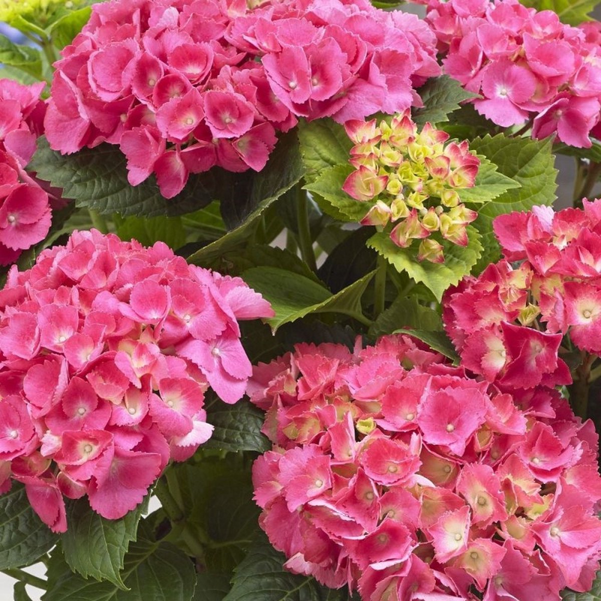 12 x Little Hortensia XS Roze - Boerenhortensia Winterhard - Hydrangea macrophylla 'Little Pink' in C2(liter) liter pot met hoogte 10-20cm