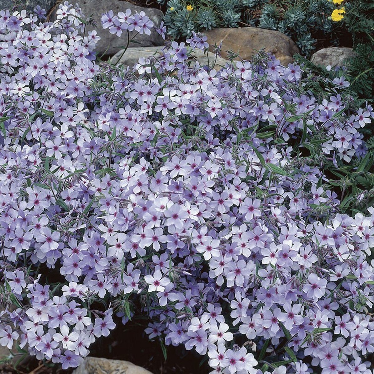 25 x Vlambloem / Voorjaarsvlambloem 'Chattahoochee' - Lichtblauw/Paars Phlox divaricata 'Chattahoochee' - Bodembedekker - Laagblijvend in 9x9cm pot met hoogte 0-10cm