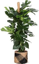 Philodendron monstera - ø21cm - 90cm