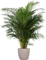 Dypsis Lutescens (Areca Palm) Ø27cm 160cm in Boule TAUPE pot