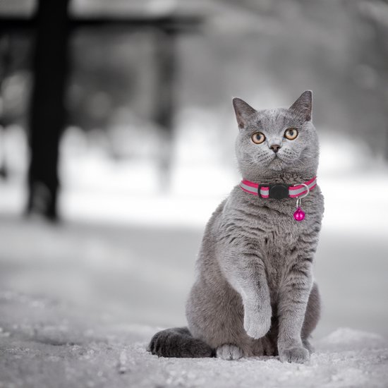 JAXY Katten Halsband - Halsband Kat Veiligheidssluiting - Kattenhalsband - Kattenbandje Met Belletje - Katten Halsband Reflecteren - Kattenbandje - Verstelbaar 19-32 Cm - 6 Stuks - JAXY