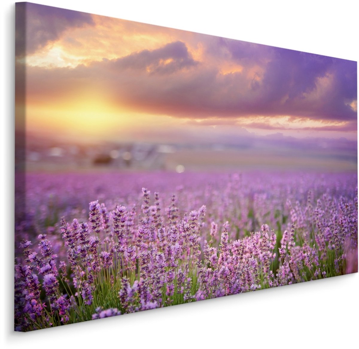 karo-art Schilderij - Prachtig veld met Lavendel, Paars, Premium Print Multikleur