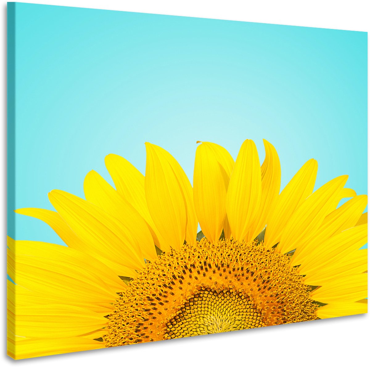 karo-art Schilderij - Zonnebloem , premium print, 3 maten Multikleur