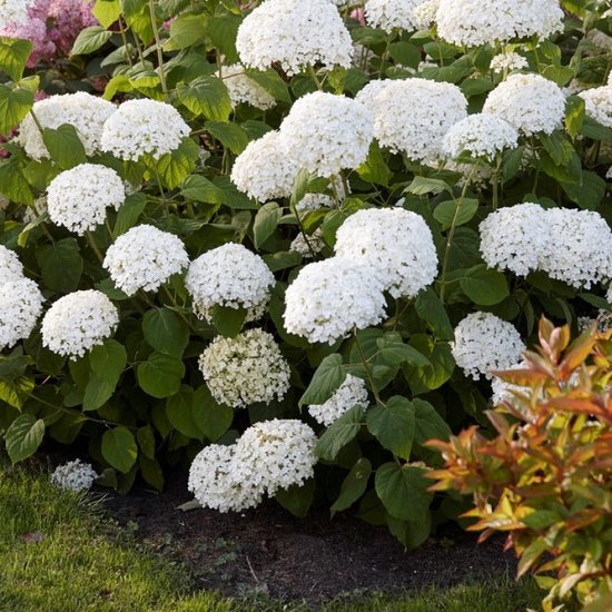 12 x Hortensia Strong Annabelle Wit - Bolhortensia Winterhard - Hydrangea...