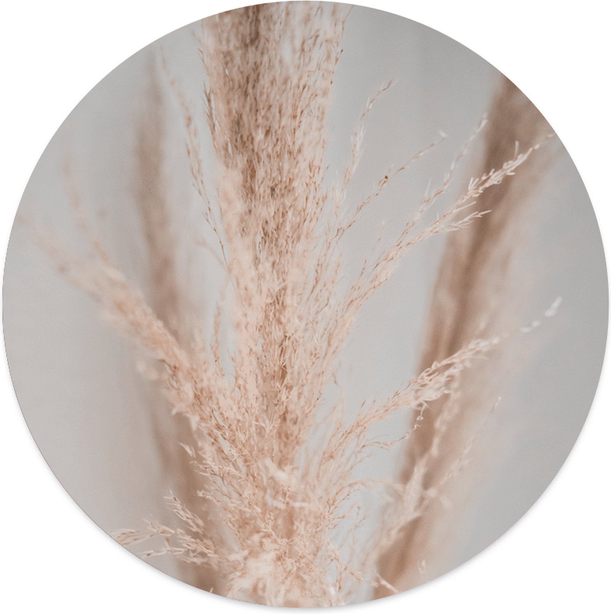 Label2X - Muurcirkel - Pampasgras Light - Ø 120 cm - Forex - Wandcirkel natuur - Wandcirkel rond - Wanddecoratie woonkamer - Wandcirkel - Muurcirkel binnen - Wandbord rond - Muurcirkel - WallCircle